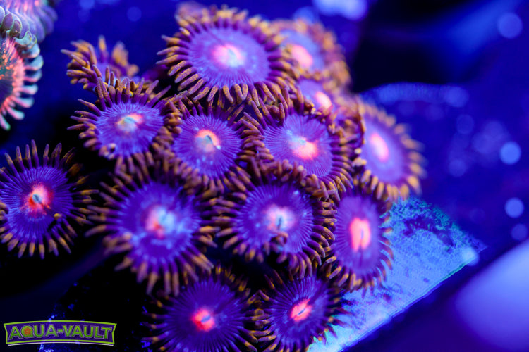 CV Blow Pop Zoa 2