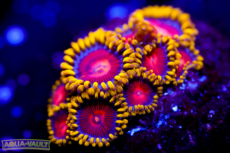 CC Super Saiyan Zoa 2