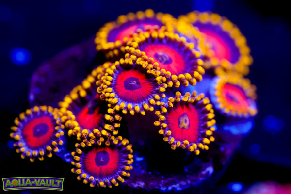 Eagle Eyes Zoa 2