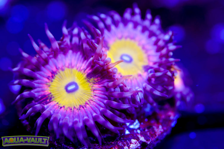 Pink Hippo Zoa 2