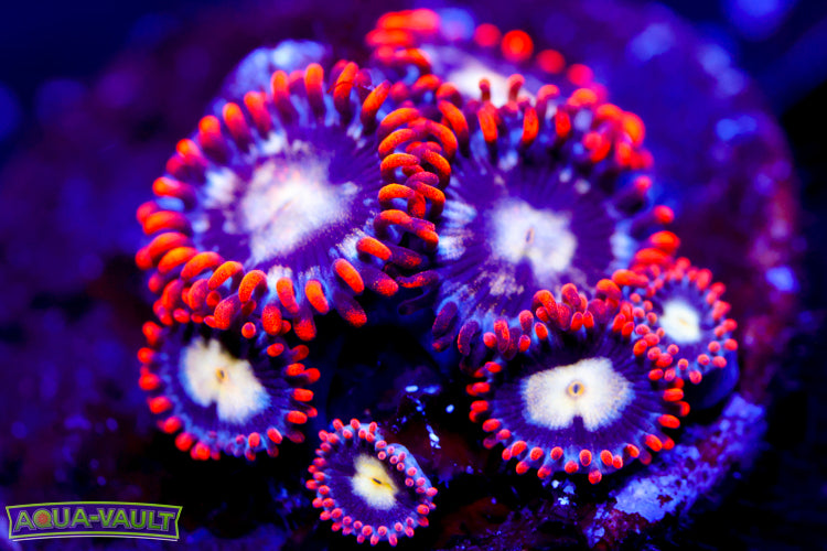 Firecracker Zoa 2