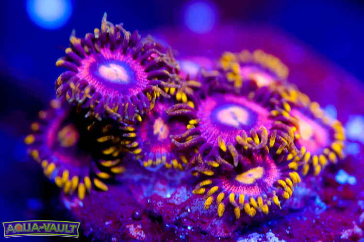 Joe's Crab Nebula Zoa 2