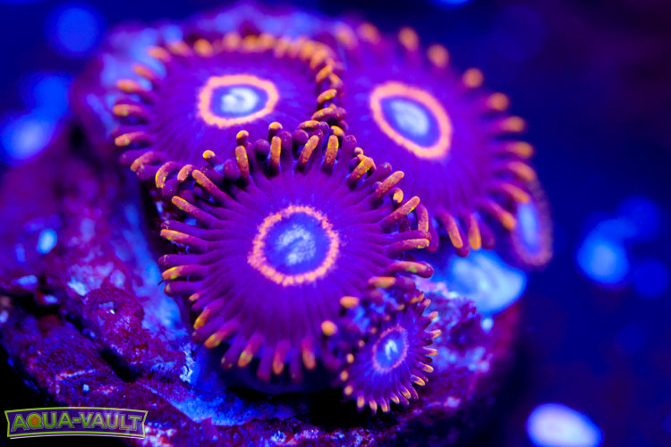 Blue Hornet Zoa 2