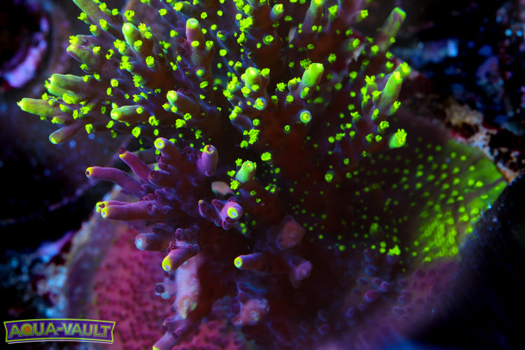 UW Spliced Fox Flame Acro (Insane) READ – Aqua-Vault