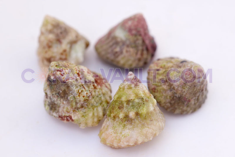 Astrea Snails