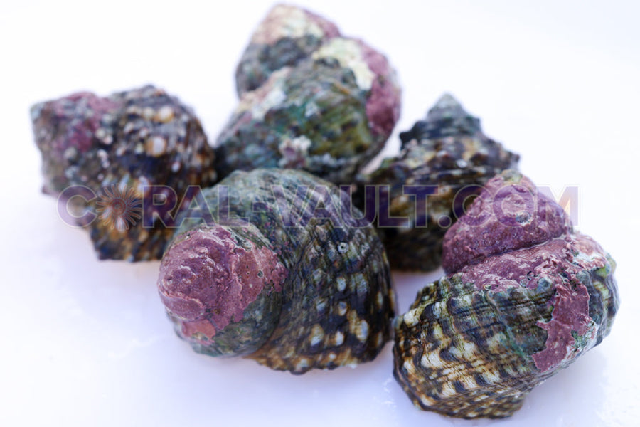 Turbo Snails