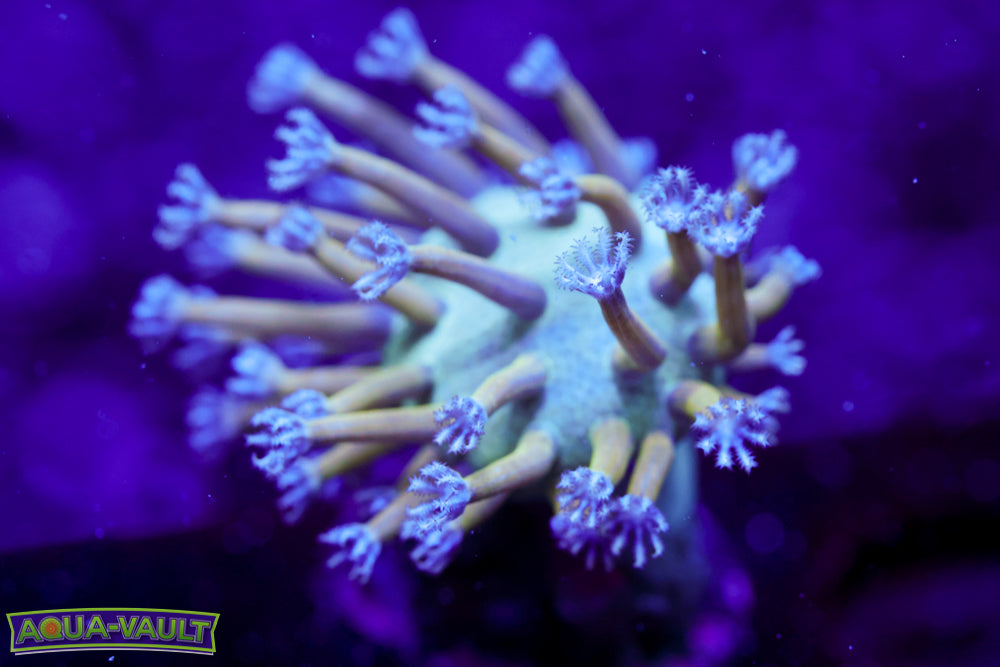 Blue Toadstool Leather