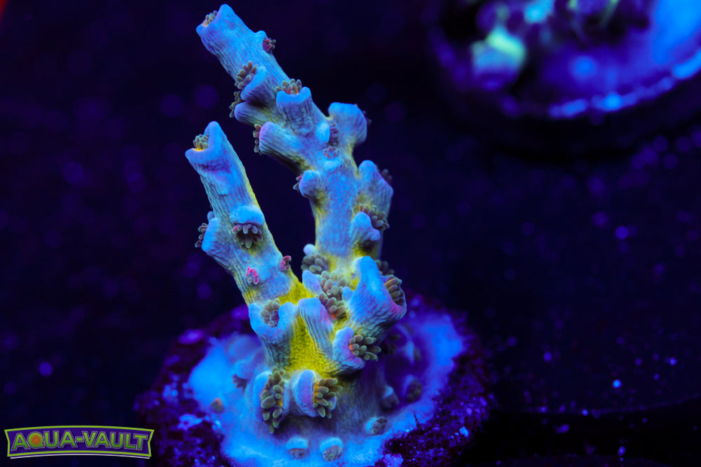 Pink Highlighter Acro