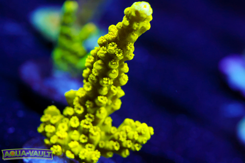 CV Green Lantern Acro 1