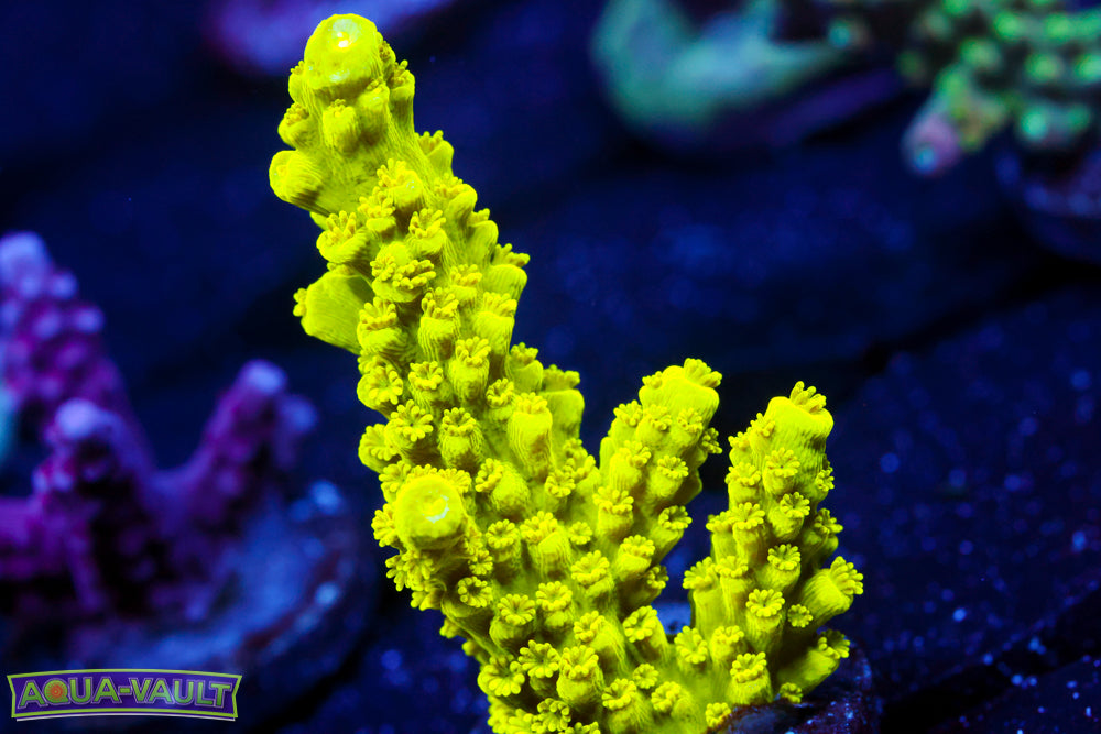 CV Green Lantern Acro 2