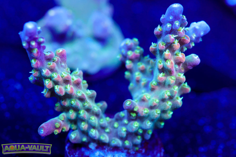 CV Pixie Stick Acro 1