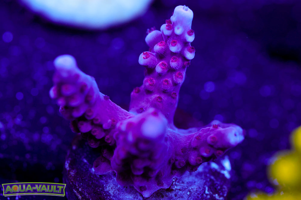 BC Space Laser Acro 1