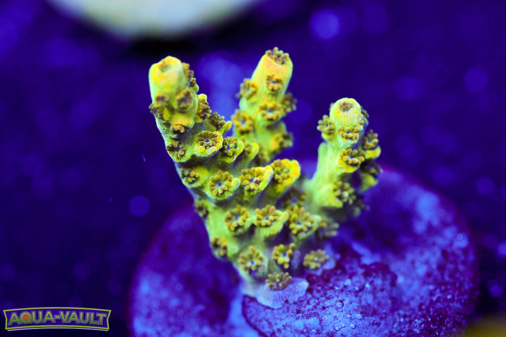 TSA Bill Murray Acro