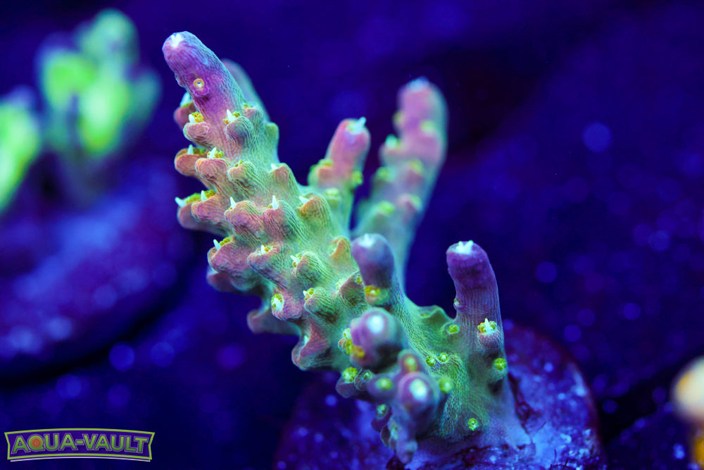 CV Pixie Stick Acro 2