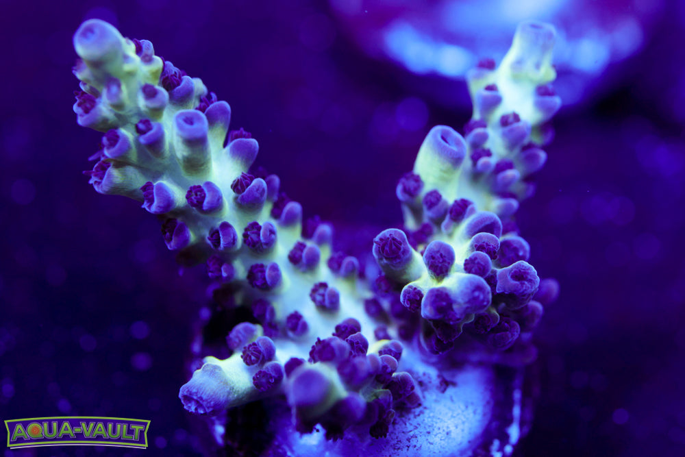 ORA Pearlberry Acro 1