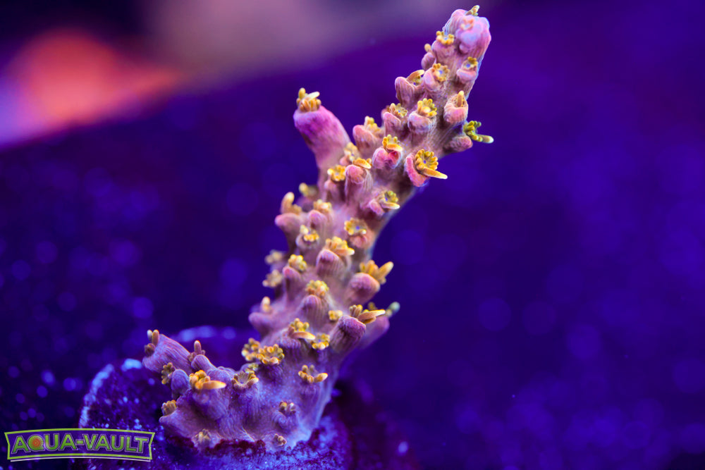 CC Voodoo Majic Acro