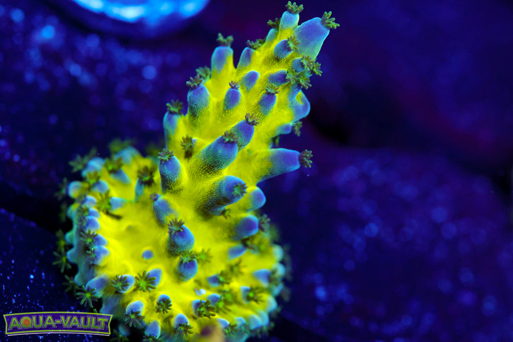 Radiant Horizon Acro