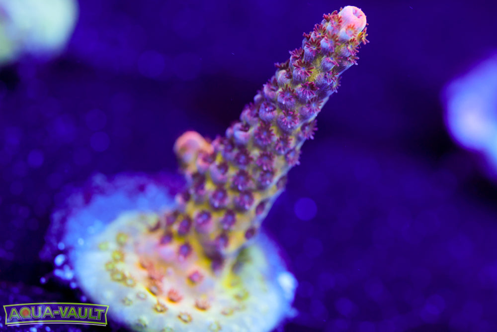 WWC Heartbreaker Acro 1