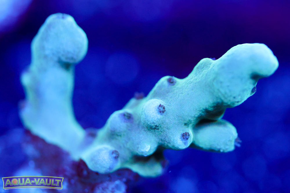 WWC Purple Candle Acro