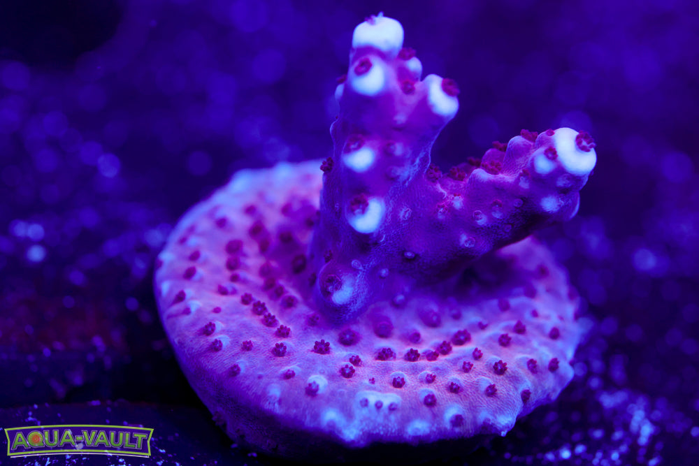 BC Space Laser Acro 2