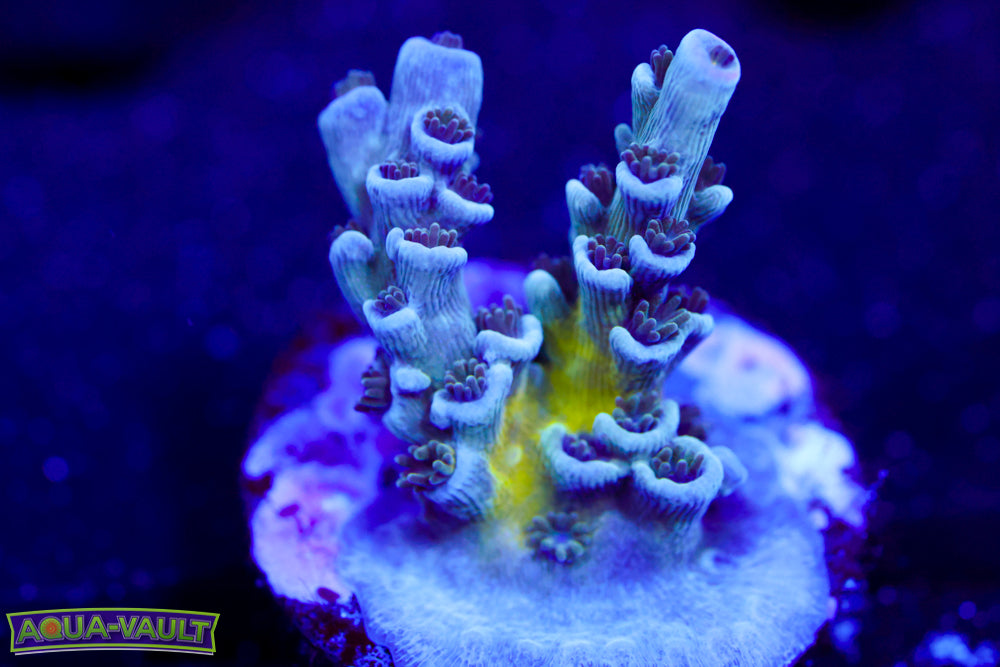 JF Sunday Driver Acro