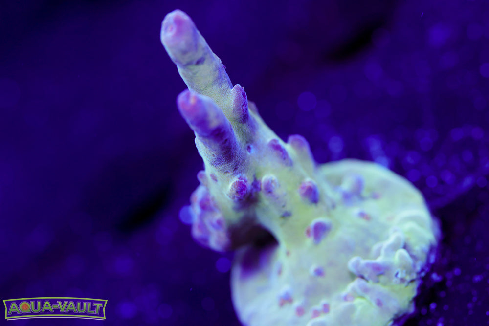 Raising Reef Blue Thunder Acro 2