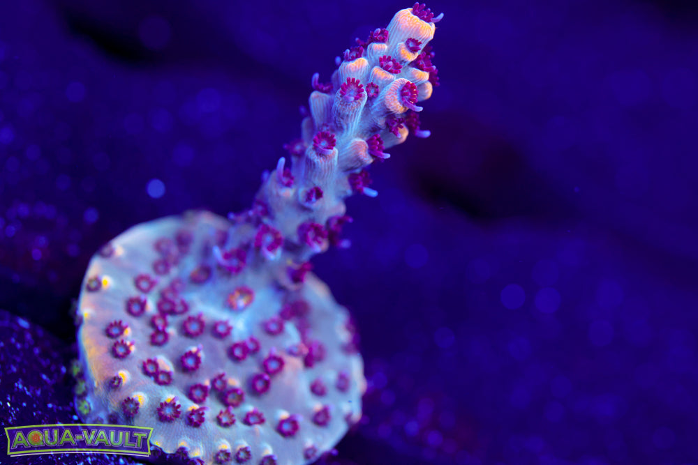 RMF Tiger's Blood Acro