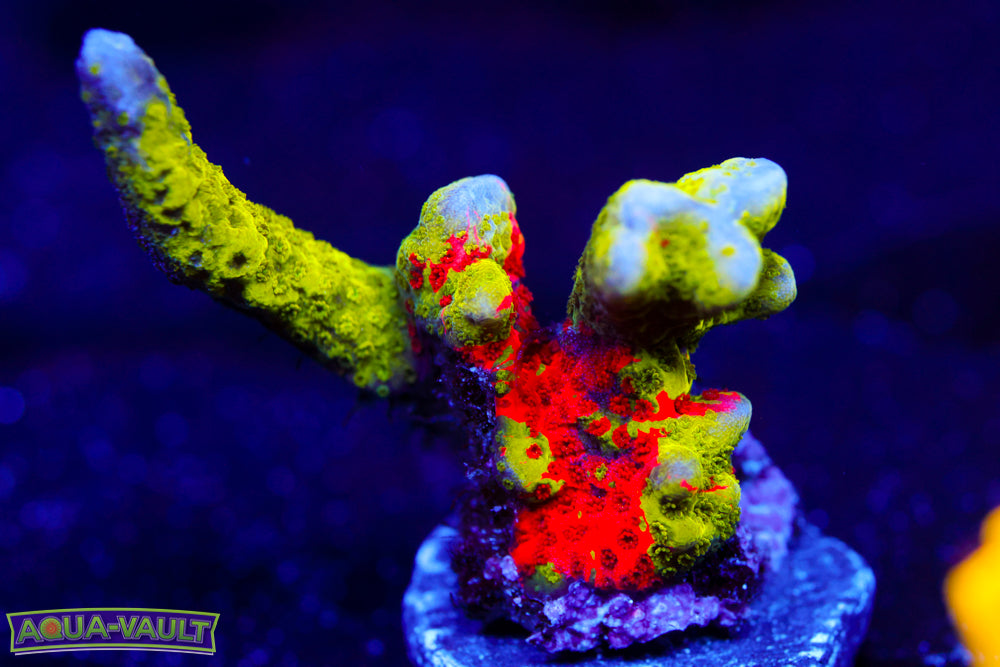 WWC Contraband Digitata 1