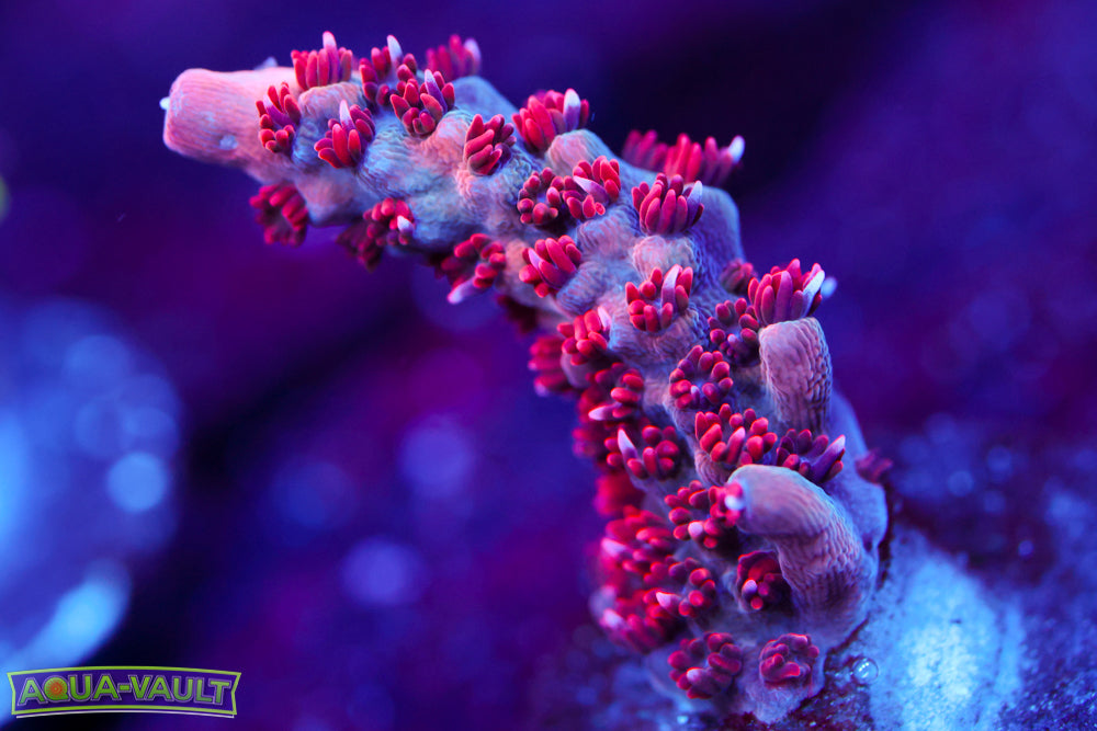 PC Superman Table Acro 1