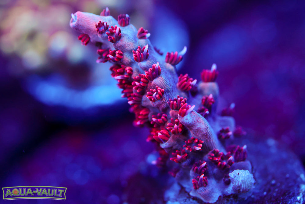 PC Superman Table Acro 2