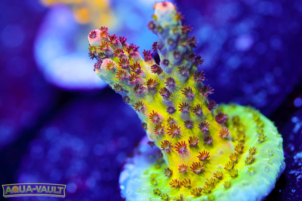 WWC Heartbreaker Acro 2