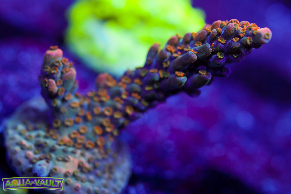 BC Frankenberry Acro