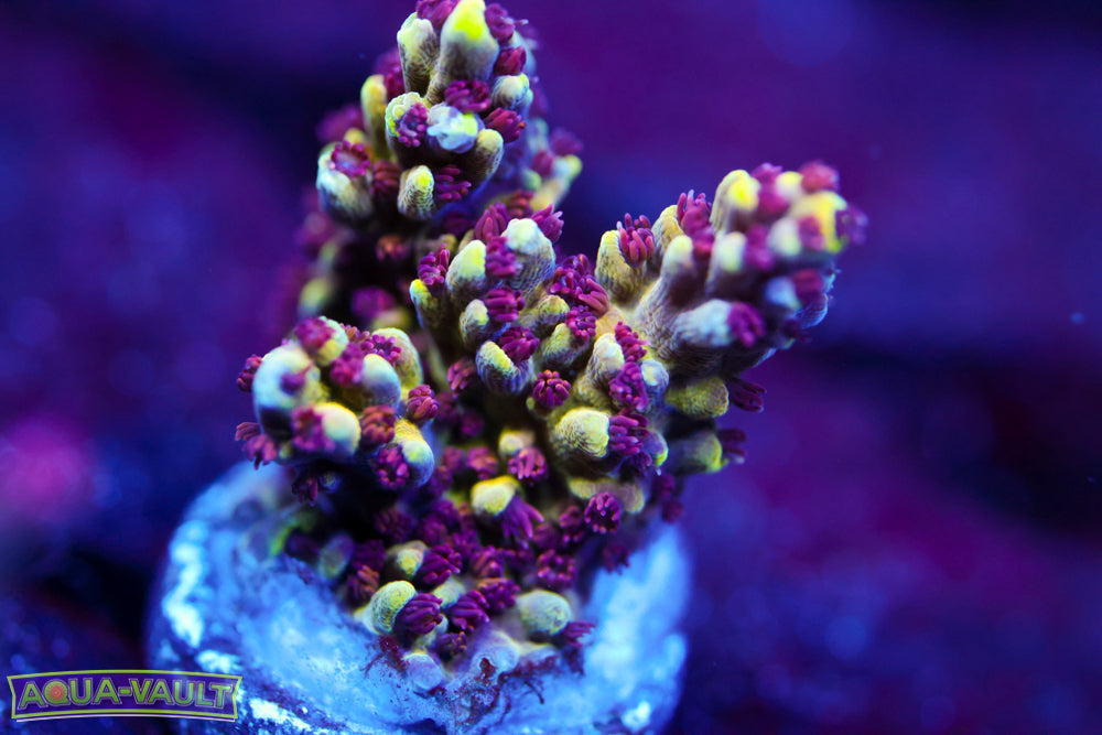 CV Crab Rangoon Acro 1