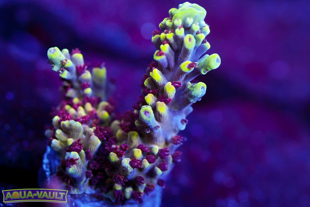 CV Crab Rangoon Acro 2