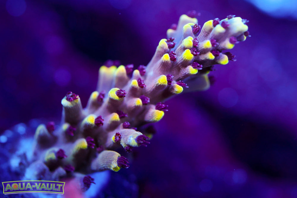 CV Crab Rangoon Acro 3