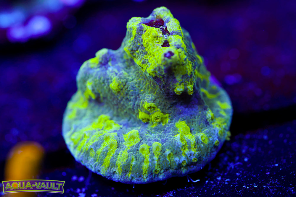 Grafted Astreopora 2