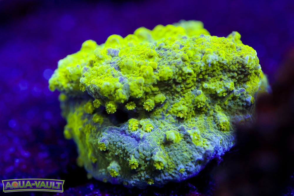 Grafted Astreopora 1