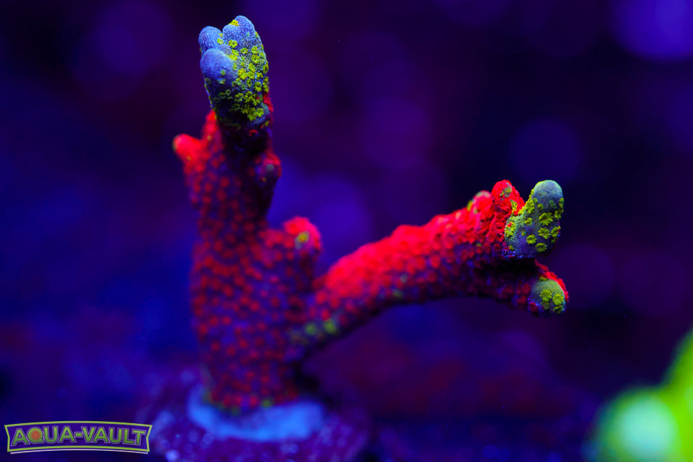 WWC Contraband Digitata 2