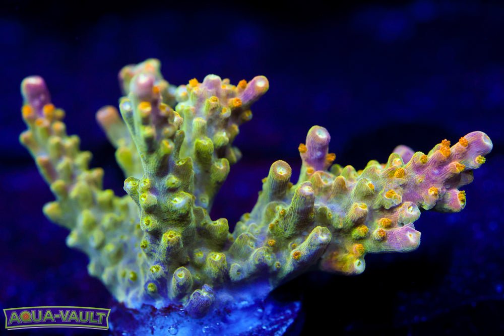 RR Rainbow Loom Acro 2