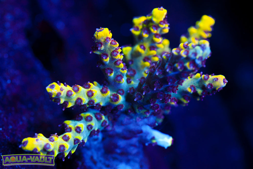 RMF Tiger's Blood Colony Acro