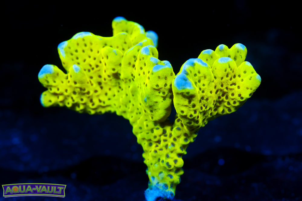 Neon Spongodes