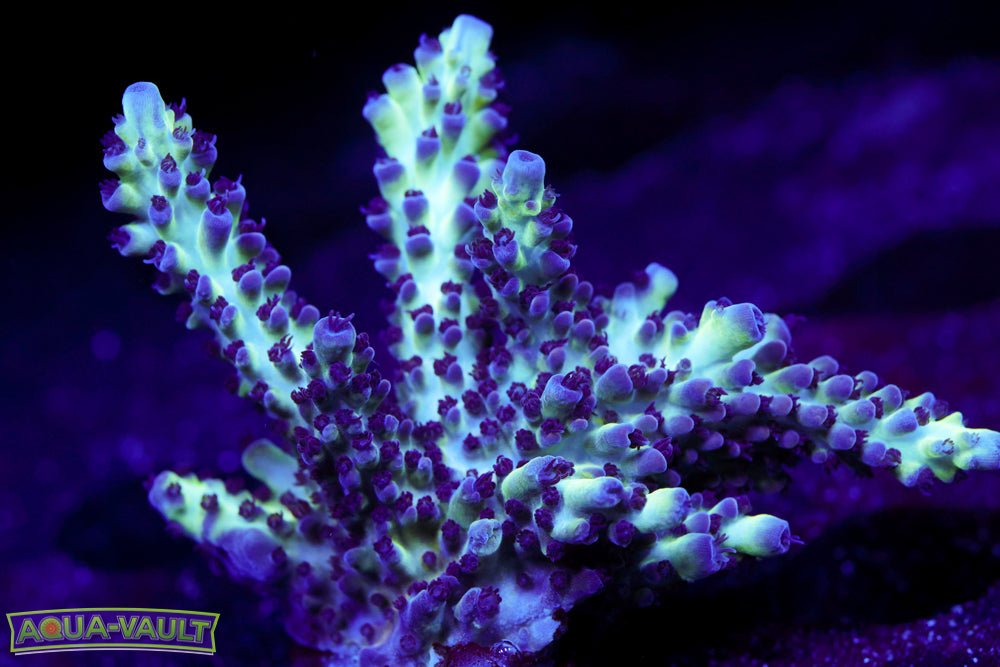 ORA Pearlberry Acro 2