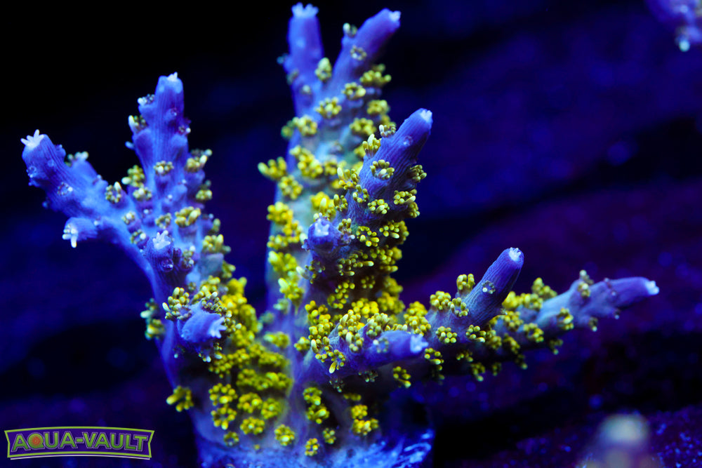 CV Golden God Acro 1