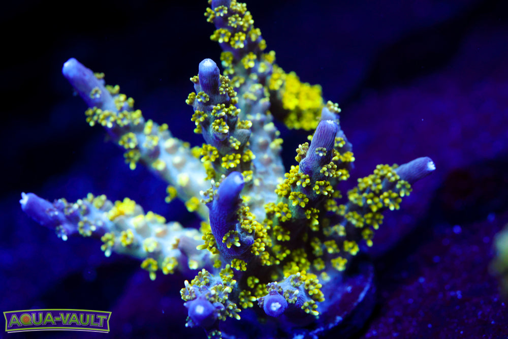 CV Golden God Acro 2