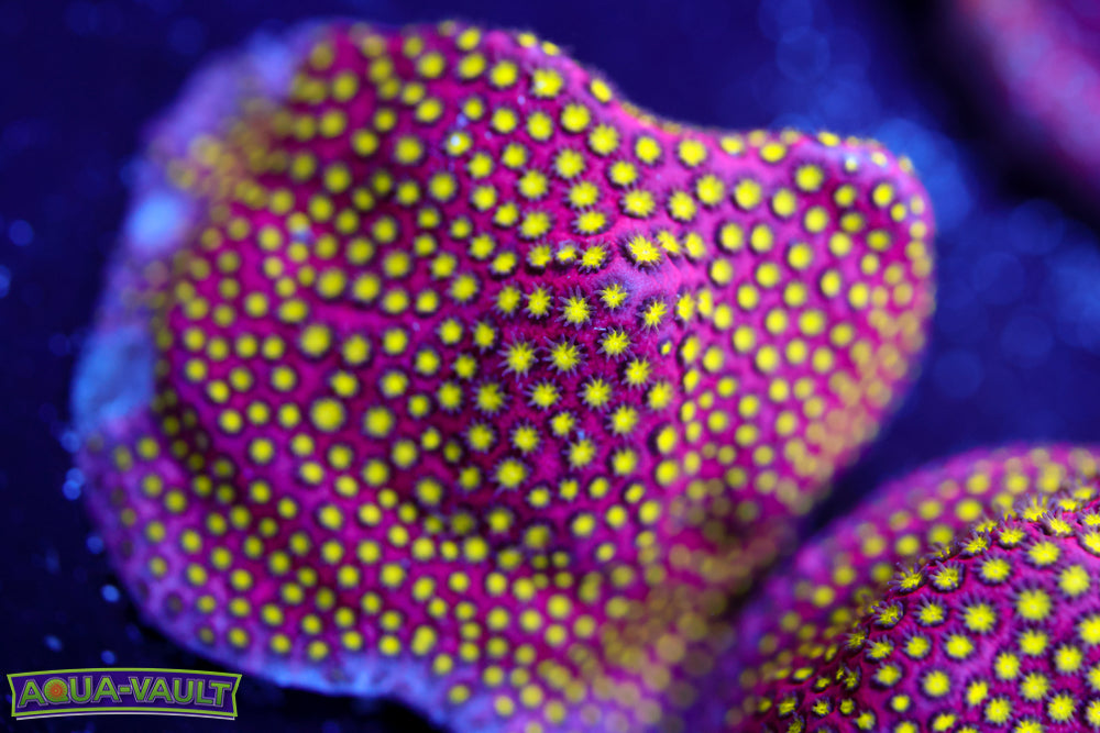 Electric Daisy Stylocoeniella 1