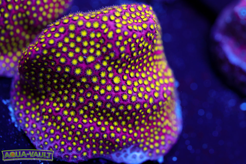 Electric Daisy Stylocoeniella 2