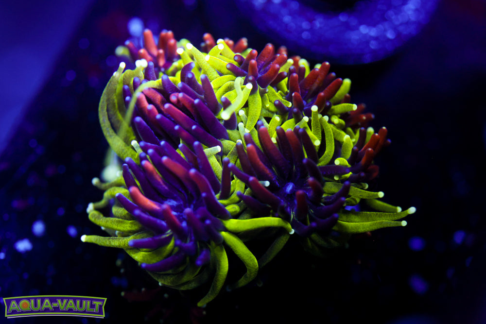 Sonic the Hedgehog Galaxea 1