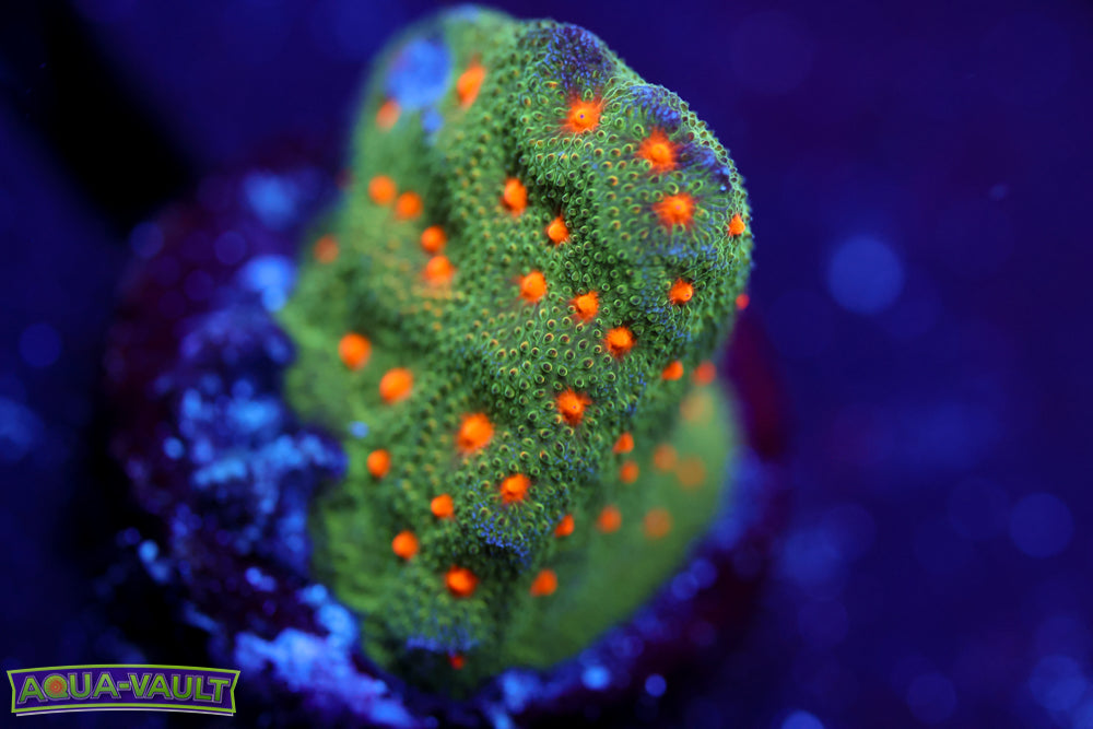 Harvest Moon Psammocora 1