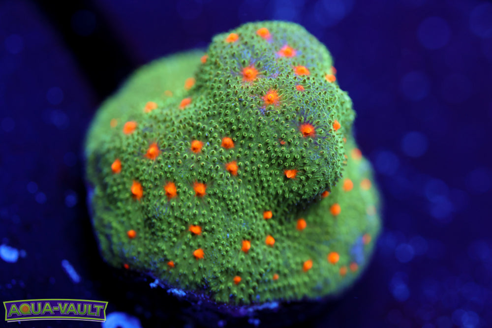 Harvest Moon Psammocora 2