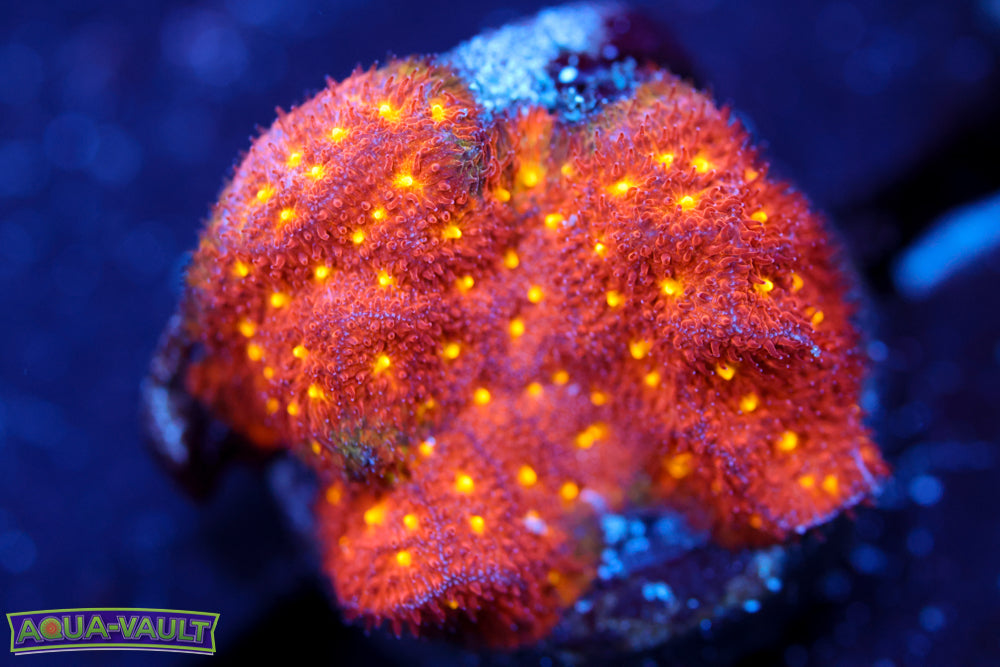 Autumn Harvest Psammocora 1